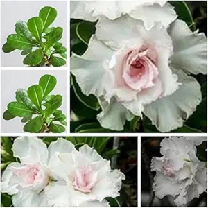 Adenium Obesum Bulbi,Piante Perenni,Rosa Del Deserto Pianta Vera,Rosa Del Desert - Foto 1 di 12