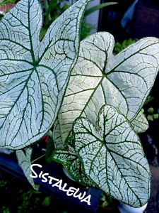 White Queen Caladium (2) Bulbs - Picture 1 of 2