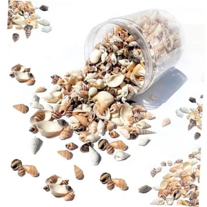 1300 PCS Natural Ocean Beach Spiral Seashells Mixed Tiny Sea Shells for Home - Picture 1 of 8