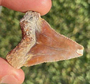 Dente di squalo fossile raro colore rosso megalodonte antenato 1,75" - Foto 1 di 3
