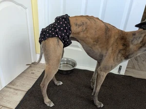 Female Pet Dog Pants Bitch Heat In Season Menstrual Sanitary Nappy Diaper - Picture 1 of 5