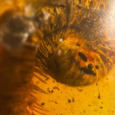BIG MILLIPEDE in Burmese / Burmite amber fossil / 100% genuine amber  - Image 1 of 4