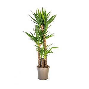 Yucca Elephantipes höhe ca 130cm - Ø24cm ↕Riesen-Palmlilie, Yucca-Palme - Bild 1 von 5