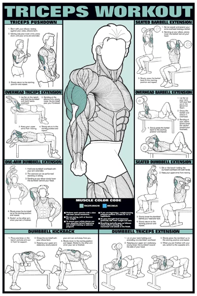 Arm Workout TRICEPS Professional Weight Training Fitness 24x36 POSTER Wall Chart - Image 1 of 1