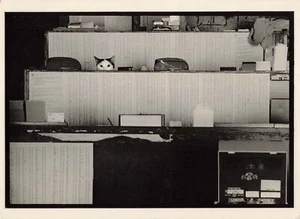 Postal vintage de los años 70 de Cats at the Office del libro Working Cats Gruber - Imagen 1 de 2