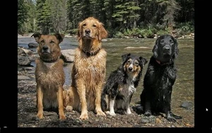 Tarjeta de arte Aceo 4 perros mojados que han estado nadando en el río - Imagen 1 de 1