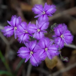 FRINGED LILY FLOWER SEEDS Thysanotus patersonii Australian Wildflower Seeds - Picture 1 of 1