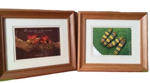 2 Anne Geddes Pictures Fairy Babies Caterpillar Babies Framed Prints Collectible - Picture 1 of 7