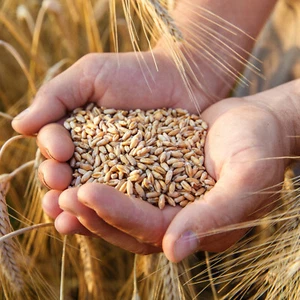 GardenGuru Weizen 25 kg Gereinigt Hühnerfutter Geflügelfutter Futterweizen  - Bild 1 von 3
