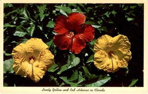 Florida, McKee Jungle Gardens, Curteichcolor Reproduktion, lebendige Postkarte - Bild 1 von 2