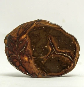 76G EXTREME RARE Natural Dragons Stone Septarian partly Polished Nodule - Picture 1 of 9