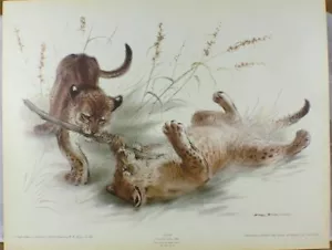 IMPRESIÓN/COMBATE / RALPH THOMPSON /34 X 25CMS/ VIDA SILVESTRE / GUEPARDO / CALIDAD SUPERIOR - Imagen 1 de 1