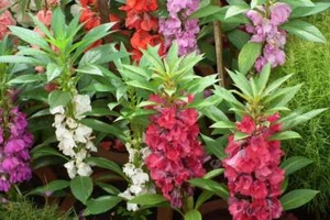 20 Seeds Impatiens Balsamina - Picture 1 of 3