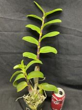 New listing
		Den. (mirbellanum x tangerinum) Dendrobium Orchid Plant