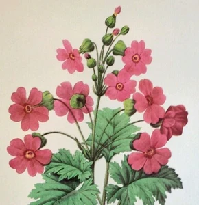 Redoute Schöne Blumen Primula Sinensis Botanischer Kunstdruck Exlibris 113 - Bild 1 von 2