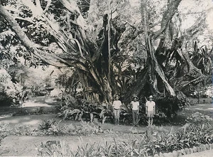 TAHITI c. 1940 - Vieux Banian environs Papeete Île de la Polynésie - T 125 - Picture 1 of 2