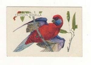 Australian Bird Trade card - Crimson Rosella