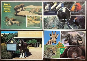 # T2472 BUSCH GÄRTEN, TAMPA, FL.    POSTKARTEN LOT, 4 DIF. KARTEN - Bild 1 von 2