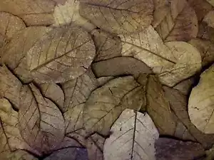 120 Pezzo ~20cm - FOGLIE MANDORLO INDIANO/catappa leaves/TRATTAMENTO DELLE ACQUE - Bild 1 von 2
