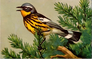 Postal Songbird Magnolia Warbler Cromo Sin Publicar - Imagen 1 de 2