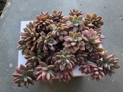 5 Bundles Cutting Or Bare Rooted graptosedum Bronze 4-6”+ - Image 1 of 4