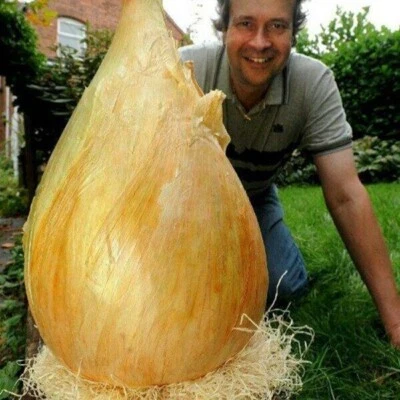 1000 Ailsa Giant Big Monster Onion Seeds Heirloom Unusual Vegetable - Image 1 of 3