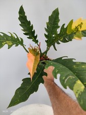 Philodendron' Ring Of Fire '