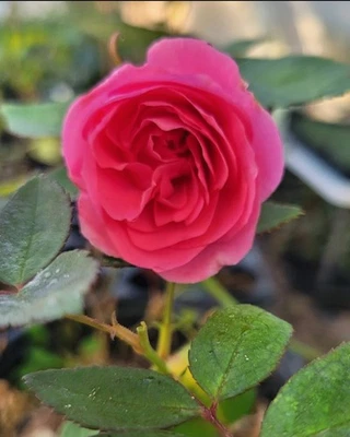 Climbing Rose Rosa Zephirine Drouhin Live Starter Plant Semi Dormant  - Image 1 of 4