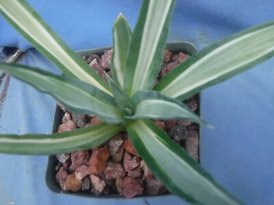 Agave desmettiana "Quicksilver" Variegated Agave Starter Plant 3"-4" Wide RARE - Image 1 of 4