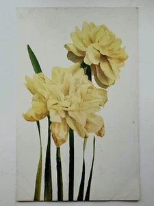 Postcard Flowers Double Daffodils Bookmark Unposted Vintage - Picture 1 of 2