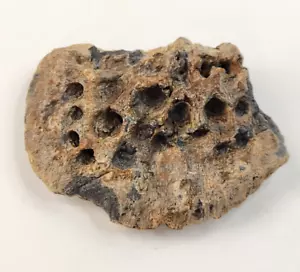 Thecachampsa Osteoderm (Armor Scute) Fossil - Miocene Gavialoid Crocodilian - Picture 1 of 8