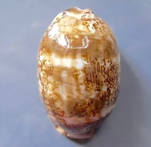 Seashell Cypraea arabica con bandas 62 mm F++ - Imagen 1 de 3