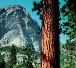 Kings Canyon Nationalpark Wald Bäume Pfad Nordkuppel Blick CA Vintage Postkarte - Bild 1 von 4