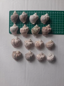 Deco Convolut Schneckenhäuser Muscheln - Bild 1 von 4