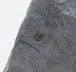 Trilobit, Shumardia (Conophrys) salopiensis, Ordovizium, Merioneth, UK -L475 - Bild 1 von 4
