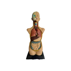 Anatomical torso model of the human body with removable organs - 50 cm tall - Picture 1 of 9