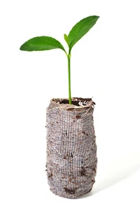 Meyer Lemon Trees - Citrus meyeri - starter plugs - Picture 1 of 2