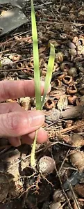 🌴 Pindo (Jelly) Palm Saplings 🌴 1x Per Order - 6-12in In Length! - Picture 1 of 5