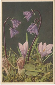 Mountain Soldanella and Spring Crocus-Wildflowers - Picture 1 of 2