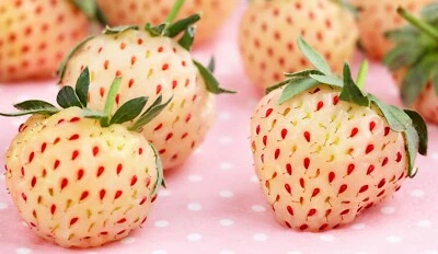 SAMEN Ananas - Erdbeer leckere Früchte zum Naschen Saatgut Obst Samen exotisch - Bild 1 von 2