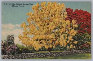 Cartolina The Golden Shower Tree Miami Florida - Foto 1 di 2