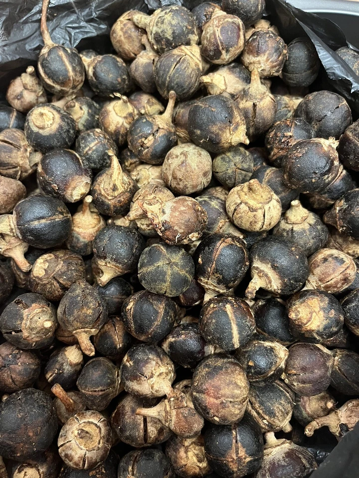 Azanza garckeana *GoronTula*Snot Apple (20 Fruits) Various Sizes Fresh - Image 1 of 4