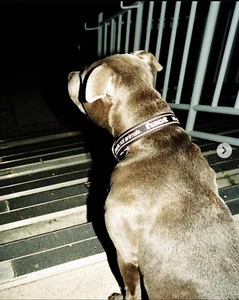 fuct 🇺🇸 3M REFLECTIVE Black DOG COLLAR KILL PEOPLE Not Animals leash lead SSDD - Picture 1 of 17