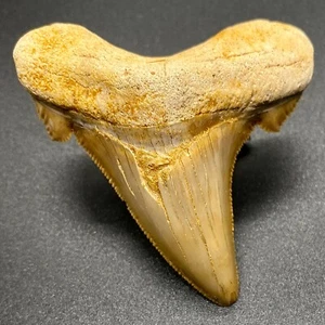 Großer/natürlicher gezackter 2,81 Zoll fossiler AURICULATUS-Zahn - Eozän, Westsahara - Bild 1 von 5