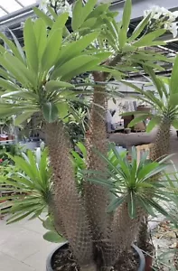 Madagaskarpalme Palme Zimmerpflanze Jungpflanze - Bild 1 von 2