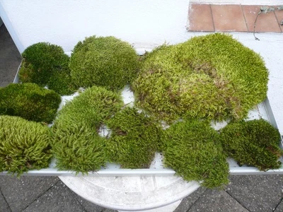 Basteln Hobby Herbstbasteln Adventsbasteln Moos Waldmoos Naturmoos Floristik - Bild 1 von 4