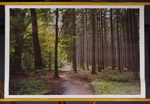 Póster fotográfico vintage mural pared enrollable tabla bosque monocultivo - Imagen 1 de 1