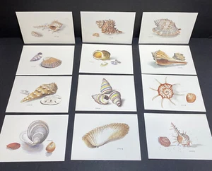 Juego de 12 impresiones artísticas Anne Lukovic Sea Shell 6 1/2"" x 4 1/2 - Imagen 1 de 7