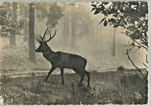 C.P.A / THÈME / CHASSES DIVERS / UN CERF - Imagen 1 de 1