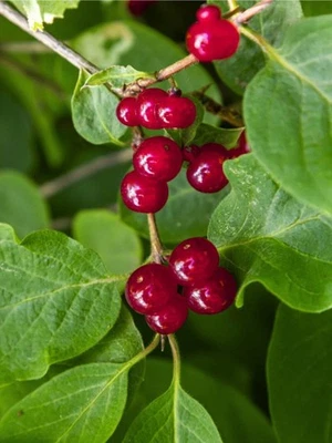 BOHLKEN BAUMSCHULEN Rote Heckenkirsche | Lonicera xylosteum | Heimisches Gehölz | Wildgehölz